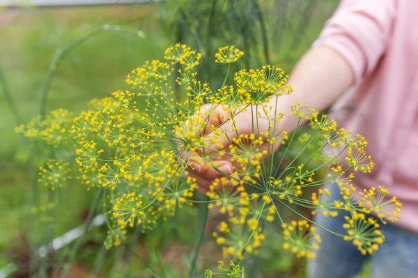 Koncept Zahradničení Zemědělství Samice Farmář Ruční Sklizeň Zelené Čerstvé Zralé — Stock fotografie