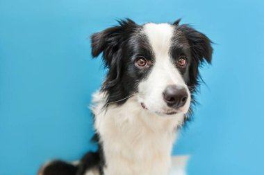 Mavi arka plan üzerinde izole sevimli smilling köpek yavrusu sınır collie Komik stüdyo portresi. Ailenin yeni güzel üyesi küçük köpek bakıyor ve ödül bekliyor. Evcil hayvan bakımı ve hayvan konsepti.