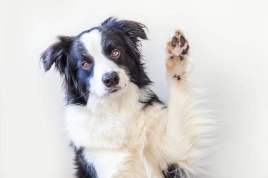 Beyaz arka planda izole edilmiş şirin gülümseyen köpek yavrusu Collie 'nin komik stüdyo portresi. Ailenin yeni sevimli üyesi küçük köpek gözlerini dikip ödül bekliyor. Hayvan bakımı ve hayvan bakımı kavramı
