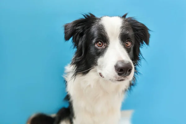 青い背景に隔離されたかわいいスミリング子犬のボーダーコリーの面白いスタジオの肖像画 家族の小さな犬の新しい素敵なメンバーが見つめて 報酬を待っています ペットケアと動物のコンセプト — ストック写真