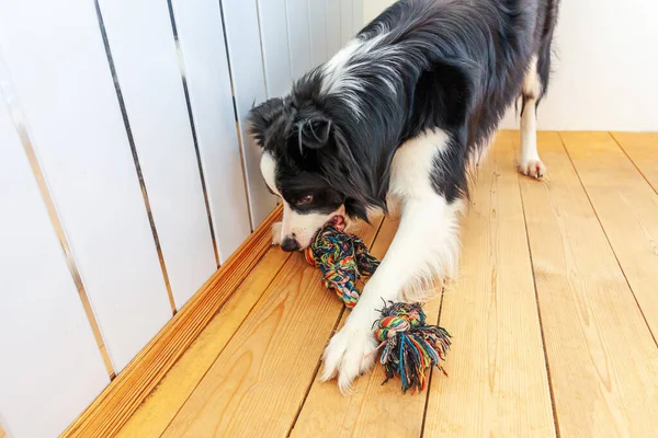 カラフルなロープのおもちゃを口の中で保持かわいい笑顔子犬犬の国境のコリーの面白い肖像画 所有者と一緒に遊んで自宅で家族の小さな犬の新しい素敵なメンバー ペットケアと動物のコンセプト — ストック写真