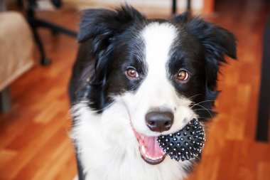 Gülümseyen şirin köpek yavrusunun komik portresi. Ağzında oyuncak top tutan çoban köpeği. Ailemizin yeni sevimli üyesi küçük köpek ev sahibiyle oynuyor. Hayvan bakımı ve hayvan bakımı kavramı