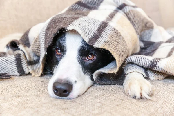 Reste Maison Drôle Portrait Chien Chiot Frontière Collie Couché Sur — Photo