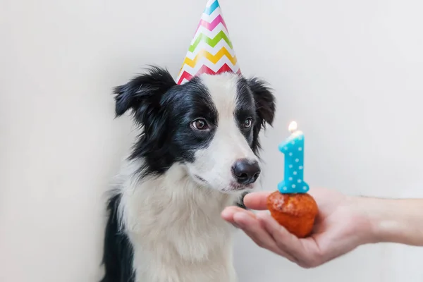 白い背景に隔離されたナンバーワンのキャンドルとカップケーキの休日のケーキを見て誕生日の愚かな帽子を身に着けているかわいい笑顔子犬犬の国境のコリーの面白い肖像画 ハッピーバースデーパーティーのコンセプト — ストック写真