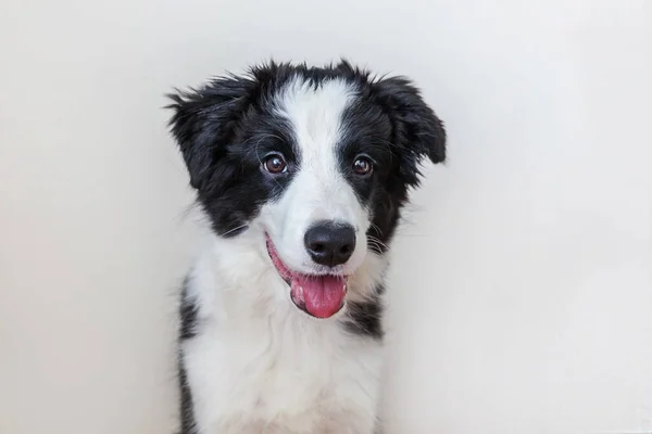 かわいい Smilling 子犬犬ボーダーコリー白い背景で隔離の面白いスタジオ肖像画 注視と報酬を待っている家族の小さな犬の新しい素敵なメンバーです ペットのケアと動物の概念 — ストック写真