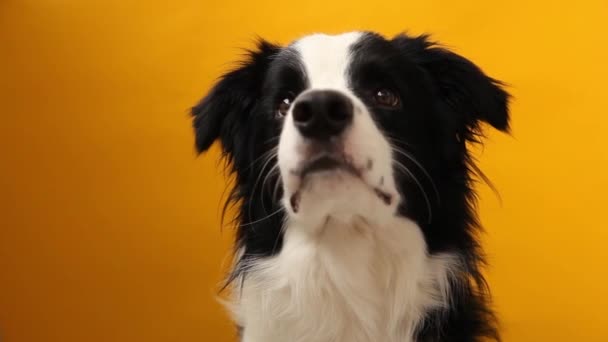 Rolig Studio Porträtt Söt Smide Valp Hund Gränsen Collie Isolerad — Stockvideo