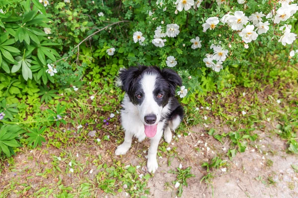 Szabadtéri Portré Aranyos Mosolygós Kiskutya Határ Collie Park Vagy Kerti — Stock Fotó