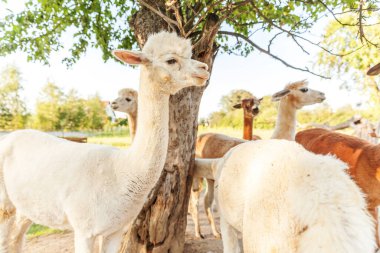 Şirin alpaka, yaz günü çiftlikte rahatlayan komik yüzlü. Doğal eko çiftliğindeki çayırlarda otlayan yerli alpakalar, kırsal arka plan. Hayvan bakımı ve ekolojik tarım kavramı