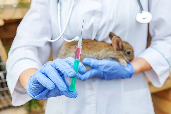 Veterinär Kvinna Med Spruta Hålla Och Injicera Kanin Ranch Bakgrund — Stockfoto