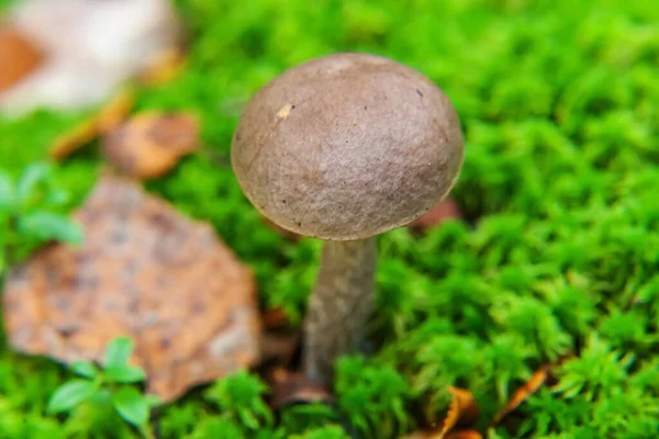 Edible Small Mushroom Brown Cap Penny Bun Leccinum Moss Autumn — Stock Photo, Image