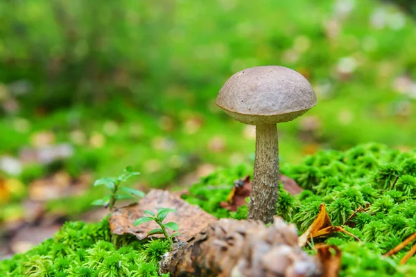 Jedlé Malé Houby Hnědou Čepicí Penny Bun Leccinum Mechu Podzimní — Stock fotografie