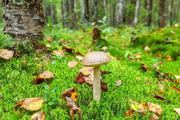 Jadalne Małe Grzybki Brązowym Wieczkiem Penny Bun Leccinum Mchu Jesiennym — Zdjęcie stockowe