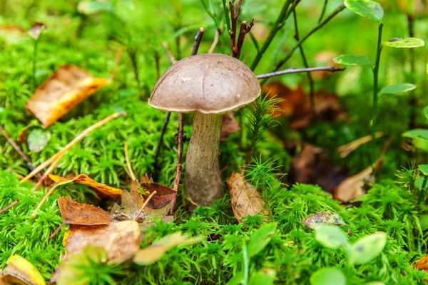 Jedlé Malé Houby Hnědou Čepicí Penny Bun Leccinum Mechu Podzimní — Stock fotografie