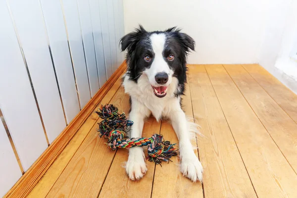 カラフルなロープのおもちゃを口の中で保持かわいい笑顔子犬犬の国境のコリーの面白い肖像画 所有者と一緒に遊んで自宅で家族の小さな犬の新しい素敵なメンバー ペットケアと動物のコンセプト — ストック写真