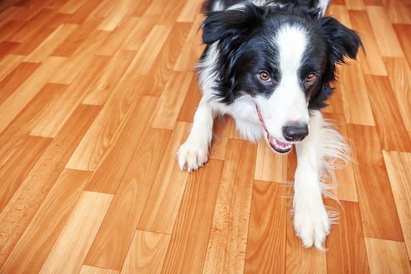 Resta Casa Divertente Ritratto Sorridente Cucciolo Cane Confine Collie Sdraiato — Foto Stock