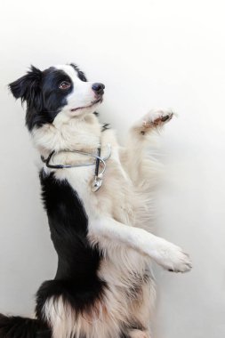 Beyaz arka planda steteskoplu köpek yavrusu sınır köpeği çoban köpeği. Veteriner kliniğinde resepsiyondaki küçük köpek. Hayvan sağlığı ve hayvan sağlığı konsepti
