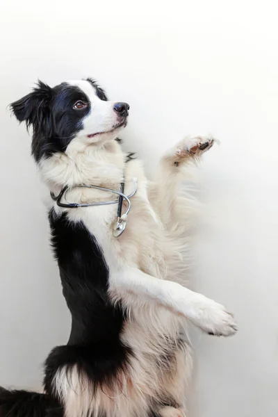白い背景に隔離された聴診器と子犬の犬の国境の衝突 獣医クリニックの獣医師の受付に小さな犬 ペットの健康管理と動物の概念 — ストック写真