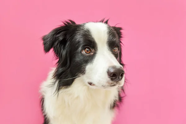 ピンクの背景に隔離されたかわいい笑顔の子犬犬の国境コリーの面白いスタジオの肖像画 家族の小さな犬の新しい素敵なメンバーは 報酬を見て待っています ペットケアと動物のコンセプト — ストック写真