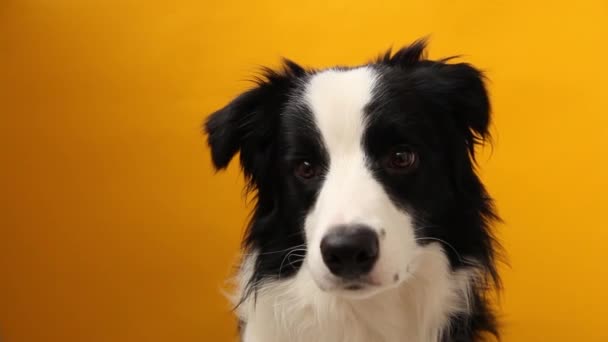 Rolig Studio Porträtt Söt Smide Valp Hund Gränsen Collie Isolerad — Stockvideo