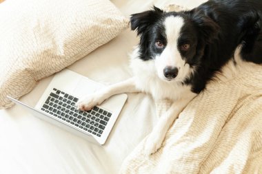 Mobil Ofis evde. Evde dizüstü bilgisayar kullanarak internette gezinen sevimli köpek yavrusu Colie 'nin komik portresi. Evcil hayvan hayatı serbest iş karantina konsepti