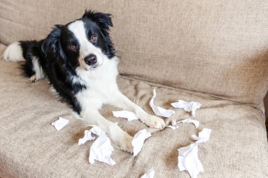 Evdeki kanepede uzanan tuvalet kağıdını ısırdıktan sonra yaramaz yavru köpek sınır köpeği çoban köpeği. Suçlu köpek ve yıkılmış oturma odası. Dağınık ev ve komik suçlu bakışlı köpek yavrusu.