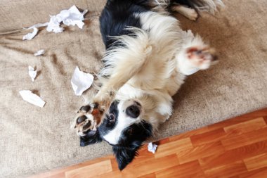 Evdeki kanepede uzanan tuvalet kağıdını ısırdıktan sonra yaramaz yavru köpek sınır köpeği çoban köpeği. Suçlu köpek ve yıkılmış oturma odası. Dağınık ev ve komik suçlu bakışlı köpek yavrusu.
