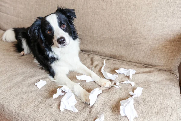 Naughty playful puppy dog border collie after mischief biting toilet paper lying on couch at home. Guilty dog and destroyed living room. Damage messy home and puppy with funny guilty look