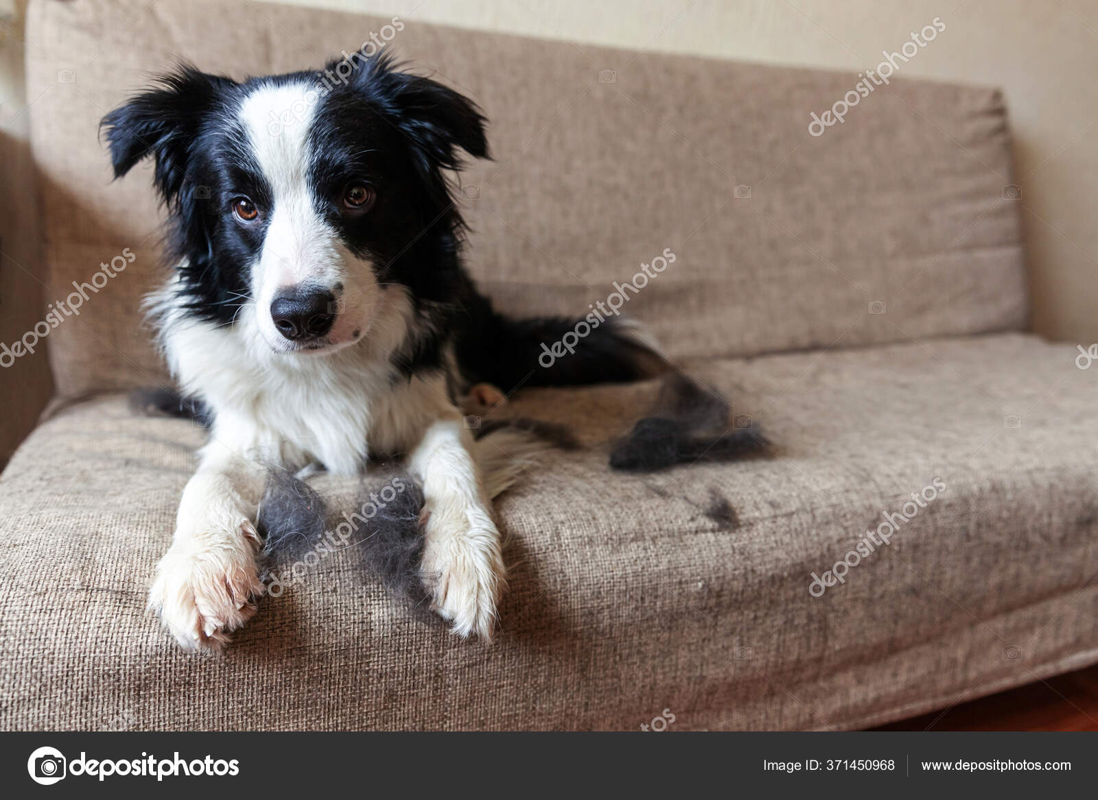 border collie fur