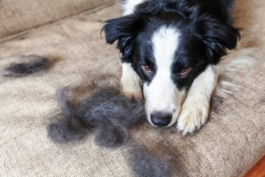 Kanepeye uzanmış kürklü şirin köpek yavrusu sınır köpeğinin komik portresi. Yıllık baharda tüylü küçük köpek ve yün ya da evde sonbahar derisi. Hayvan hijyen alerjisi tımar konsepti