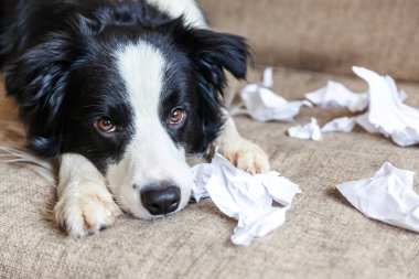 Evdeki kanepede uzanan tuvalet kağıdını ısırdıktan sonra yaramaz yavru köpek sınır köpeği çoban köpeği. Suçlu köpek ve yıkılmış oturma odası. Dağınık ev ve komik suçlu bakışlı köpek yavrusu.