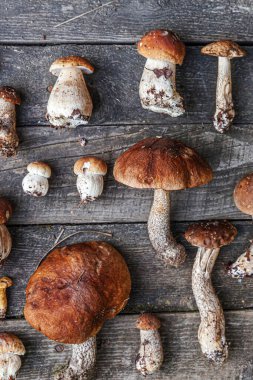 Sonbahar sonbahar kompozisyonu. Değişik çiğ, yenilebilir mantarlar Penny Bun Boletus leccinum kırsal masada. Ahşap arka planda ağlar. Lezzetli organik mantar gurmesi pişirmek. Düz üst görünüm