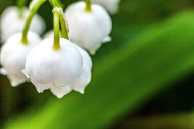 Çiçekler vadideki güzel zambak kokusu ya da yumuşak güneş ışığı altındaki nilüferler. İlham verici doğal çiçek açan bahçe ya da park. Baharda ya da yazın bahçe. Açan ekoloji doğa kavramı