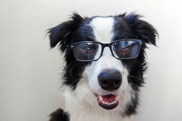 Retrato Estúdio Engraçado Cão Sorridente Fronteira Collie Óculos Isolados Fundo — Fotografia de Stock