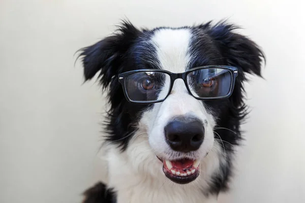 Rolig Studio Porträtt Leende Valp Hund Gränsen Collie Glasögon Isolerad — Stockfoto