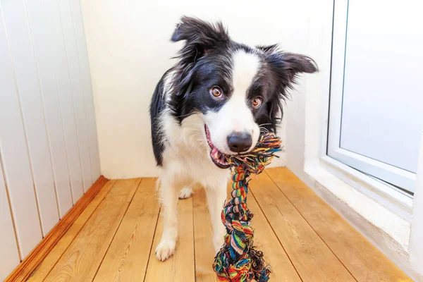 Funny Portrait Cute Smiling Puppy Dog Border Collie Holding Colourful — Stock Photo, Image