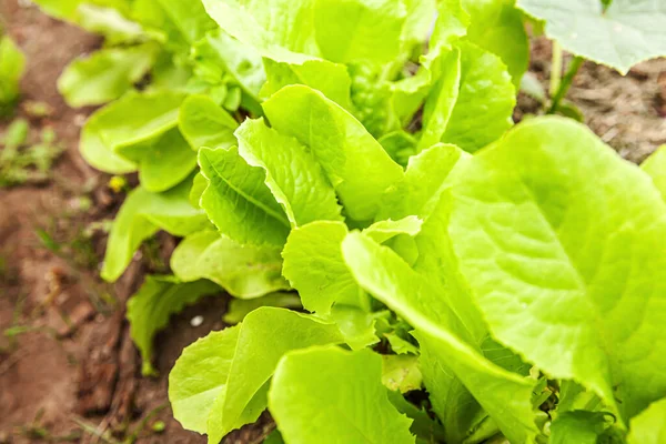 Agricultural field with green leaf lettuce salad on garden bed in vegetable field. Gardening background with green lettuce plants. Organic health food vegan vegetarian diet concept