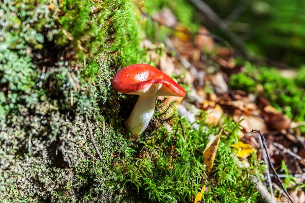 Jadalny Mały Grzyb Russula Czerwonym Russet Cap Mchu Jesiennym Tle — Zdjęcie stockowe