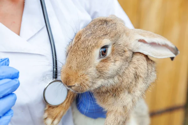 Veterinär Kvinna Med Stetoskop Innehav Och Undersöka Kanin Ranch Bakgrund — Stockfoto