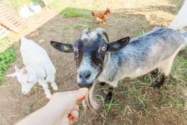 Yaz günü çiftlik çiftliğinde el yordamıyla yemek yiyen tatlı keçi. Otlakta otlayan, çiğneyen, kırsal alanda yaşayan keçiler. Doğal eko çiftliğindeki keçi süt ve peynir vermek için büyüyor.