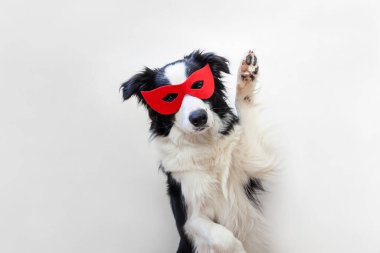 Beyaz arka planda izole edilmiş süper kahraman kostümlü sevimli gülümseyen köpek kenarlı çoban köpeğinin komik stüdyo portresi. Karnaval veya cadılar bayramında köpek yavrusu kırmızı süper kahraman maskesi takıyor. Adalet güç kavramını güçlendirir