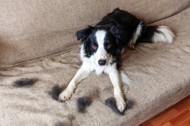 Kanepeye uzanmış kürklü şirin köpek yavrusu sınır köpeğinin komik portresi. Yıllık baharda tüylü küçük köpek ve yün ya da evde sonbahar derisi. Hayvan hijyen alerjisi tımar konsepti