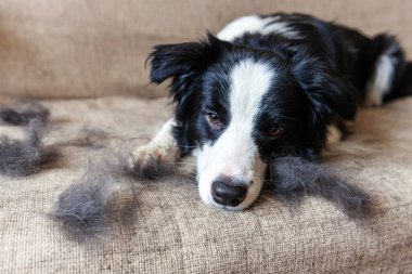 Kanepeye uzanmış kürklü şirin köpek yavrusu sınır köpeğinin komik portresi. Yıllık baharda tüylü küçük köpek ve yün ya da evde sonbahar derisi. Hayvan hijyen alerjisi tımar konsepti