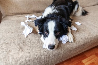 Evdeki kanepede uzanan tuvalet kağıdını ısırdıktan sonra yaramaz yavru köpek sınır köpeği çoban köpeği. Suçlu köpek ve yıkılmış oturma odası. Dağınık ev ve komik suçlu bakışlı köpek yavrusu.