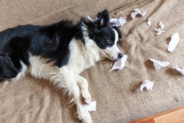 Evdeki kanepede uzanan tuvalet kağıdını ısırdıktan sonra yaramaz yavru köpek sınır köpeği çoban köpeği. Suçlu köpek ve yıkılmış oturma odası. Dağınık ev ve komik suçlu bakışlı köpek yavrusu.