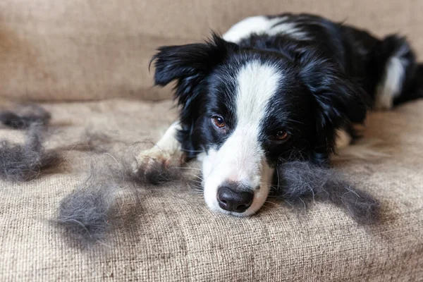 Divertido Retrato Lindo Perro Perro Frontera Collie Con Piel Muda — Foto de Stock