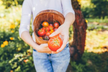 Bahçıvanlık ve tarım kavramı. Genç kadın çiftlik işçisi elleri sepetle bahçede taze olgun organik domatesleri topluyor. Sera ürünleri. Sebze gıda üretimi