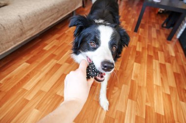 Gülümseyen şirin köpek yavrusunun komik portresi. Ağzında oyuncak top tutan çoban köpeği. Ailemizin yeni sevimli üyesi küçük köpek ev sahibiyle oynuyor. Hayvan bakımı ve hayvan bakımı kavramı