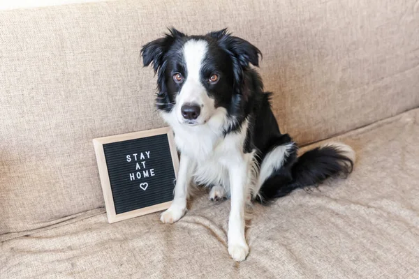 Stay home. Funny portrait of cute puppy dog on couch with letter board inscription STAY AT HOME word. New lovely member of family little dog at home indoors. Pet care animal life quarantine concept