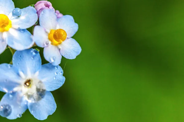 Mooie Wilde Vergeet Niet Myosotis Bloem Bloesem Bloemen Het Voorjaar — Stockfoto