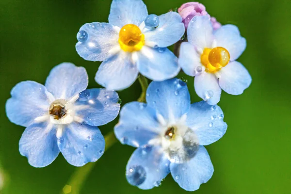Piękne Dzikie Nie Zapomnij Mnie Nie Kwiat Myosotis Kwiaty Okresie — Zdjęcie stockowe